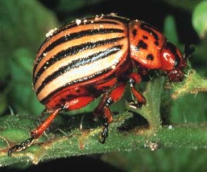 beetle2