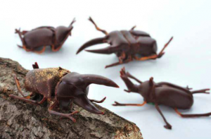 chocolate_beetles