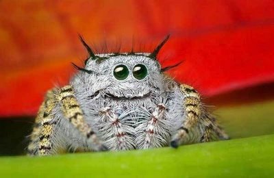 jumping_spider01