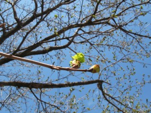 buds