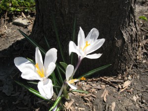 flowees