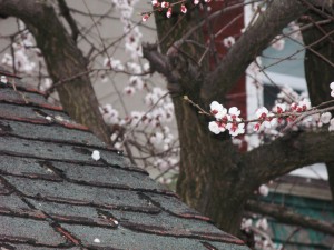tree