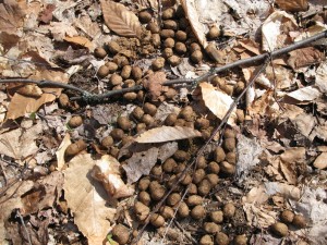 deerpoop