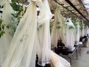 greenhouse01