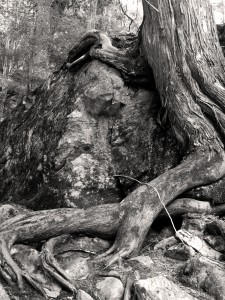 cottage-141_bw_sm