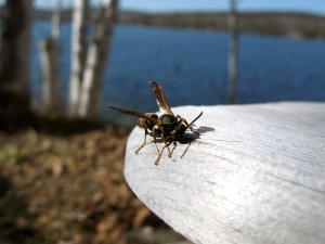 cottage-238_sm