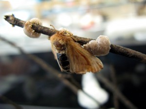 first_tent_moth__eggs02
