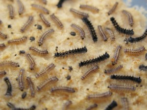 gypsy_moth_1st2nd_instar02