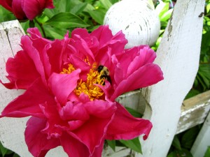 img_3100_sm
