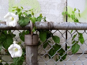 img_3131_sm