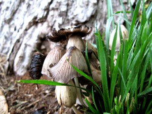 img_3161_sm