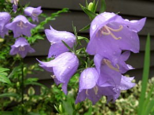 img_3231_sm