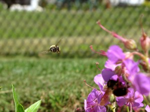 img_3338_sm