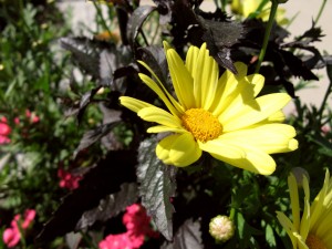 img_3341_sm