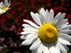 img_3344_sm