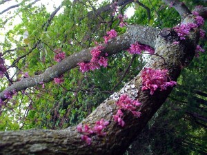 pinktree