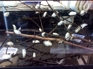 pupa_tree02
