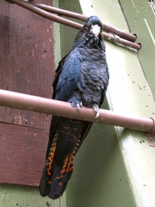 bird01