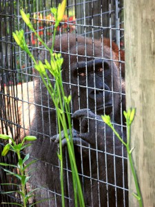 gorilla03