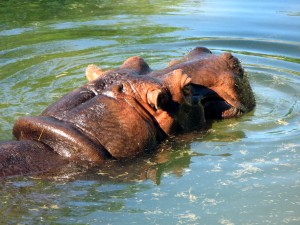 hippo01