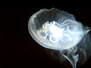jelly01