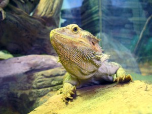 lizard02