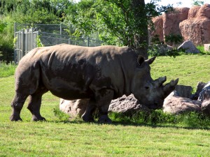 rhino02