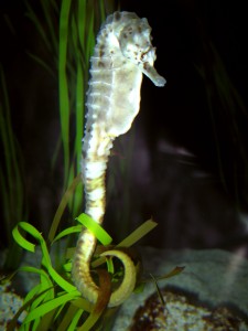seahorse01