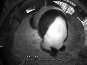 babypanda