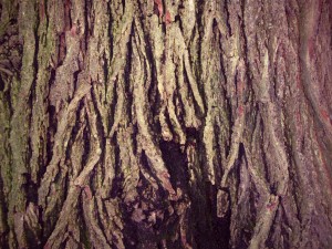 bark
