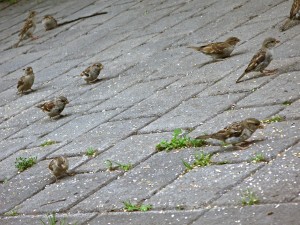 birds
