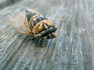 cicada