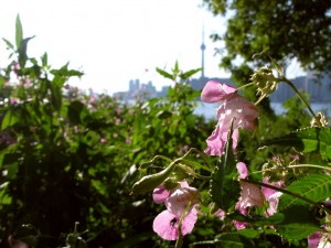 cntower01