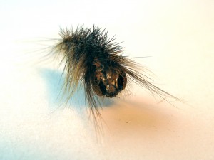 final_molt