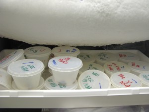 freezermoths