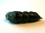 pupa_shell01