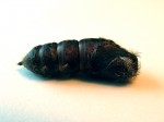 pupa_shell02