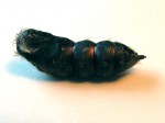pupa_shell03