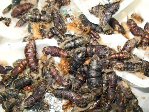 pupae_shells