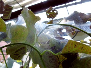 spidermites