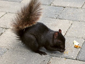 squirrel