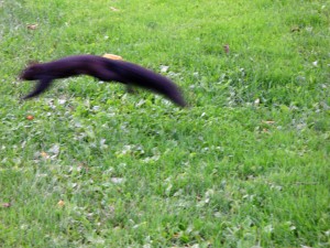 squirrel_flash