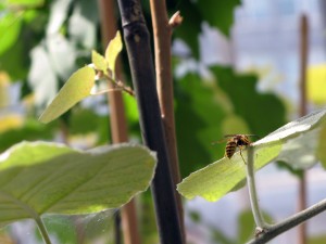 wasp