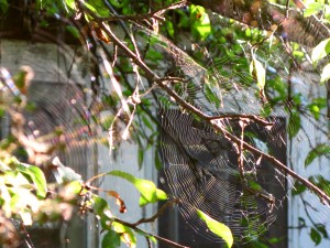 webs