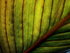 leaf02