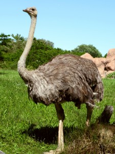 ostrich01