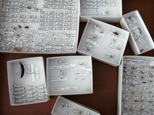 parasitoids_messy