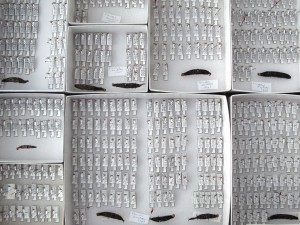 parasitoids_tidy
