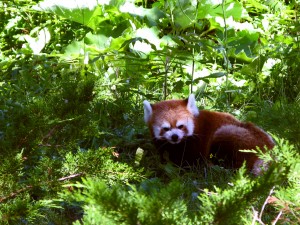 redpanda01