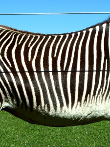 zebra